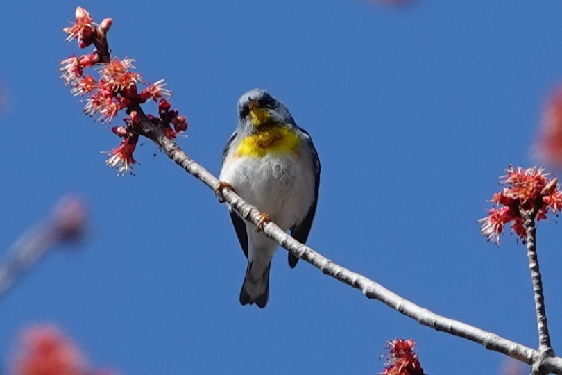 Northern Parula - ML620445199