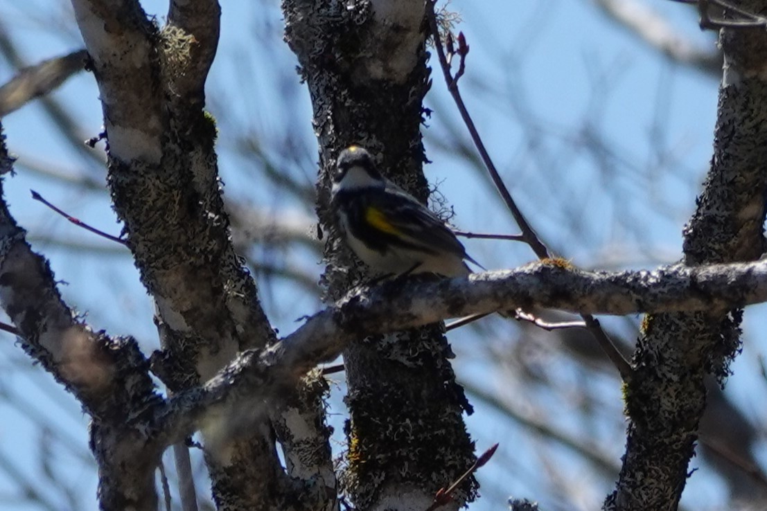 Yellow-rumped Warbler - ML620445235