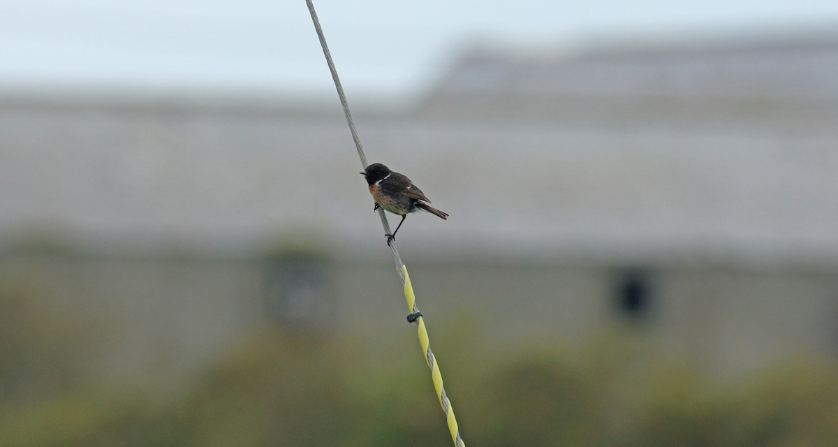 European Stonechat - ML620445239