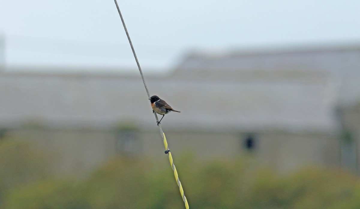 European Stonechat - ML620445241