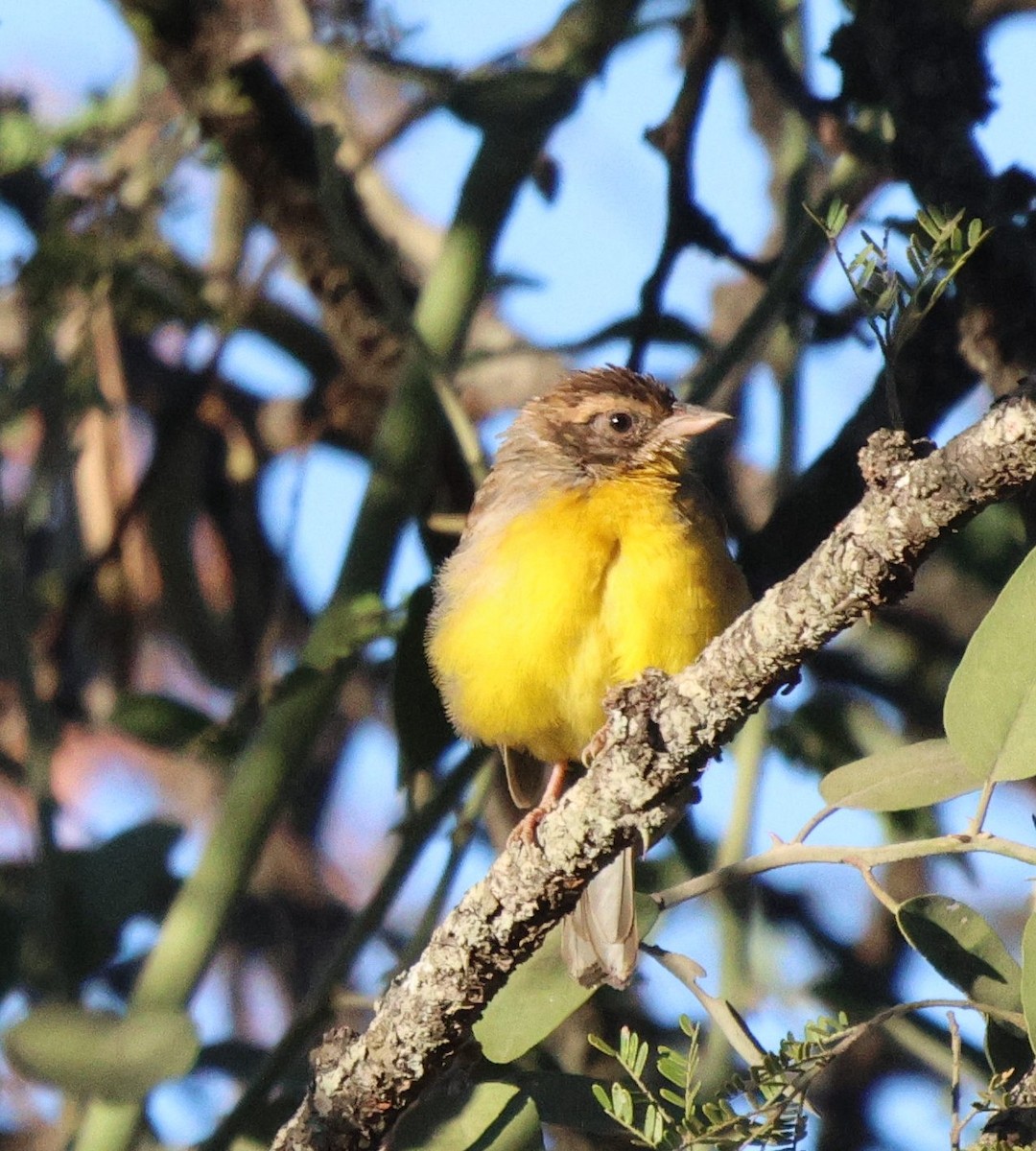 Cabanis's Bunting - ML620445242