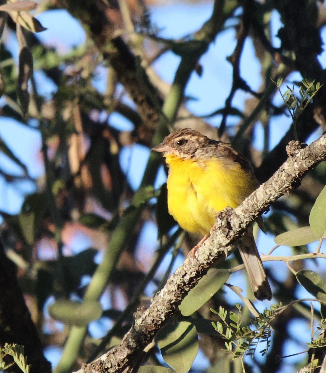 Cabanis's Bunting - ML620445243