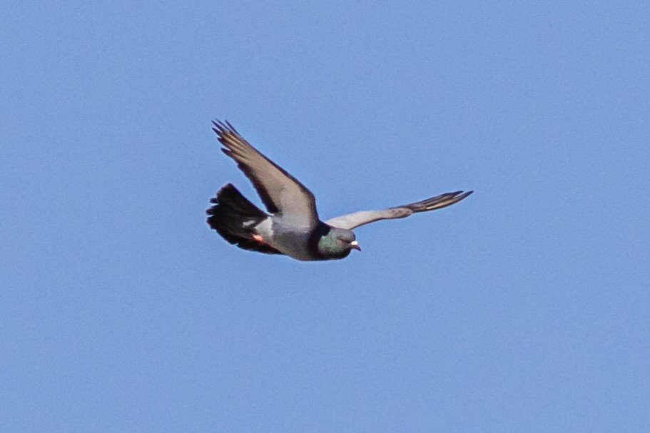 Rock Pigeon (Feral Pigeon) - ML620445250