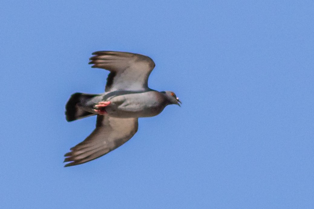 Rock Pigeon (Feral Pigeon) - ML620445251