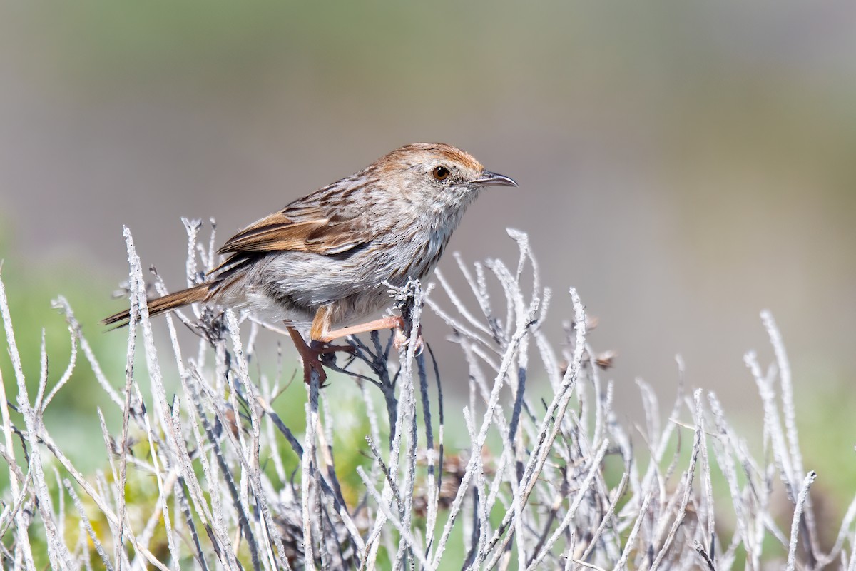 Red-headed Cisticola (Red-headed) - ML620445256