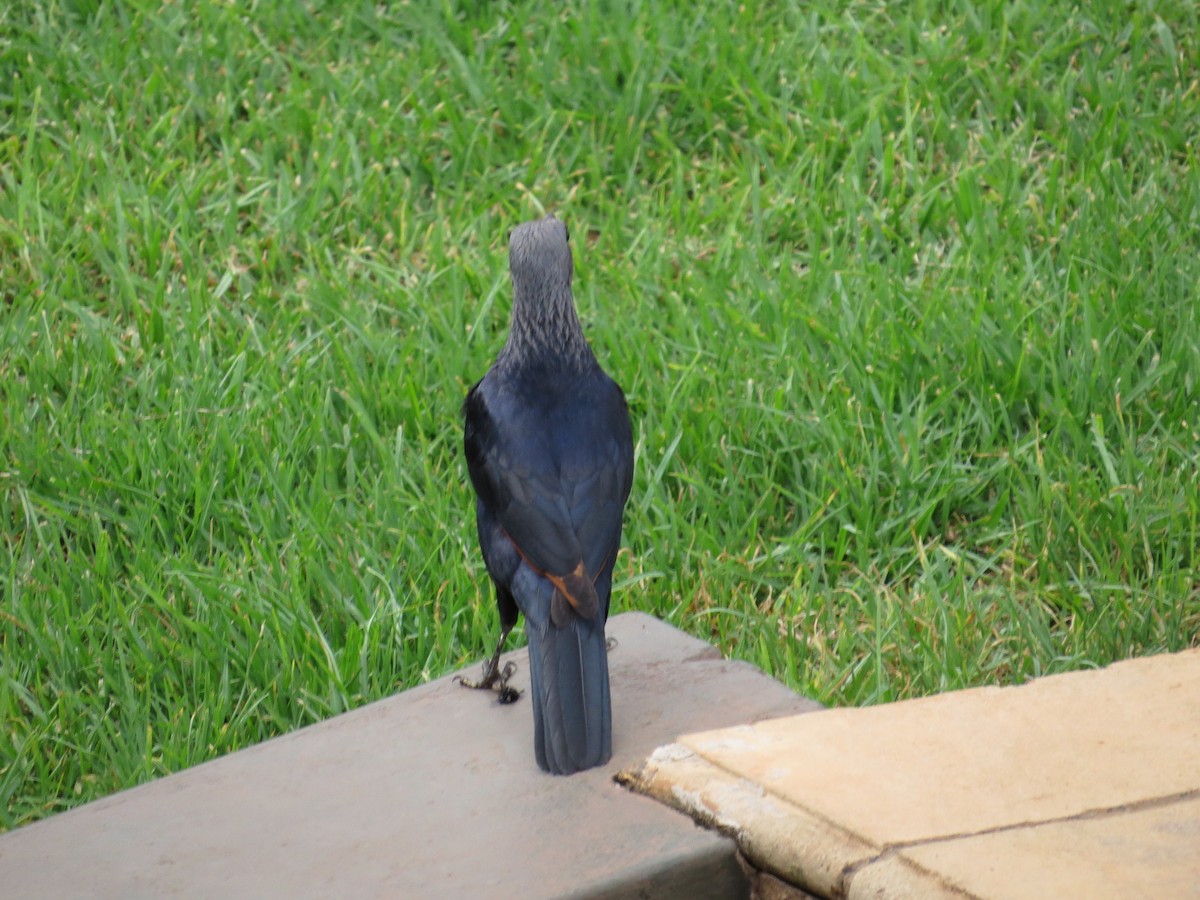 Red-winged Starling - ML620445257