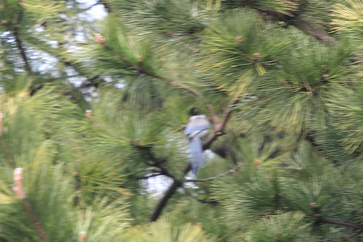 Eurasian Jay - Bert Frenz