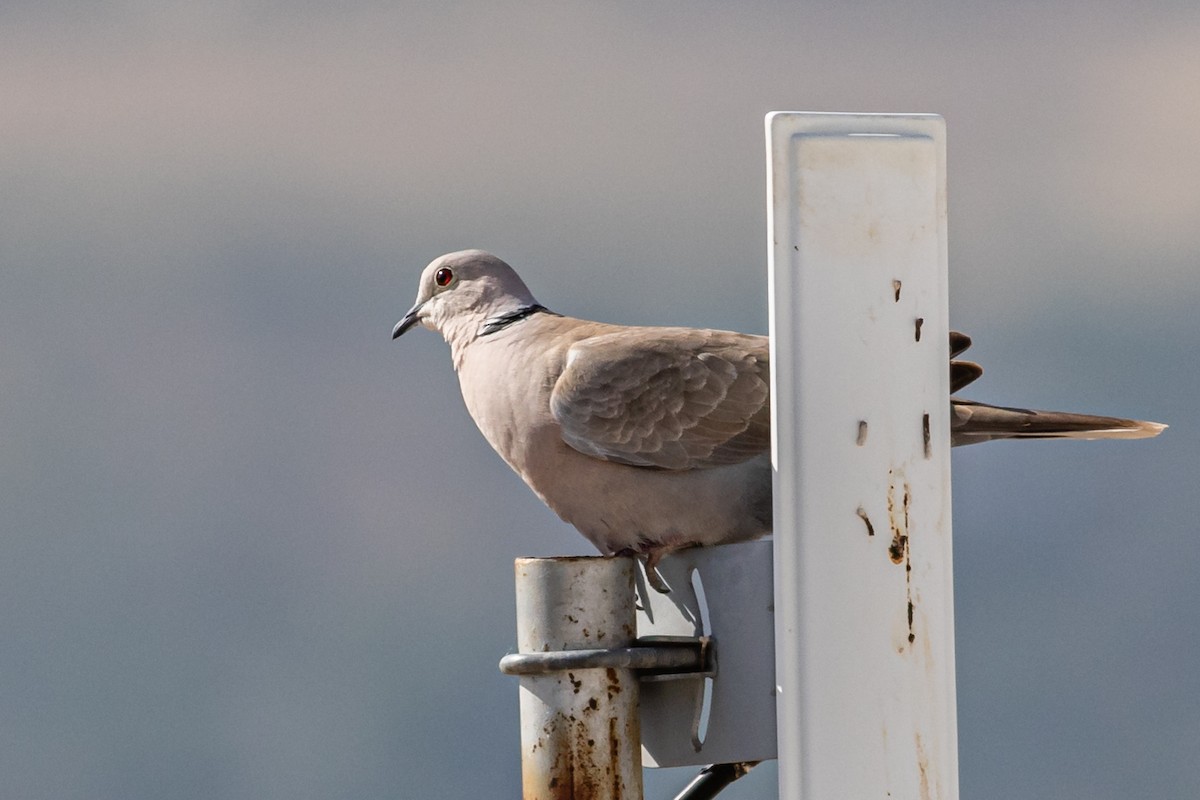 Eurasian Collared-Dove - ML620445266