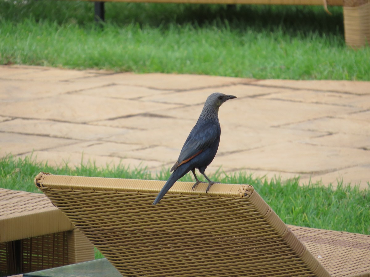 Red-winged Starling - ML620445267