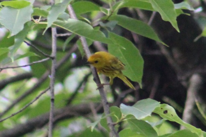 Yellow Warbler - ML620445268