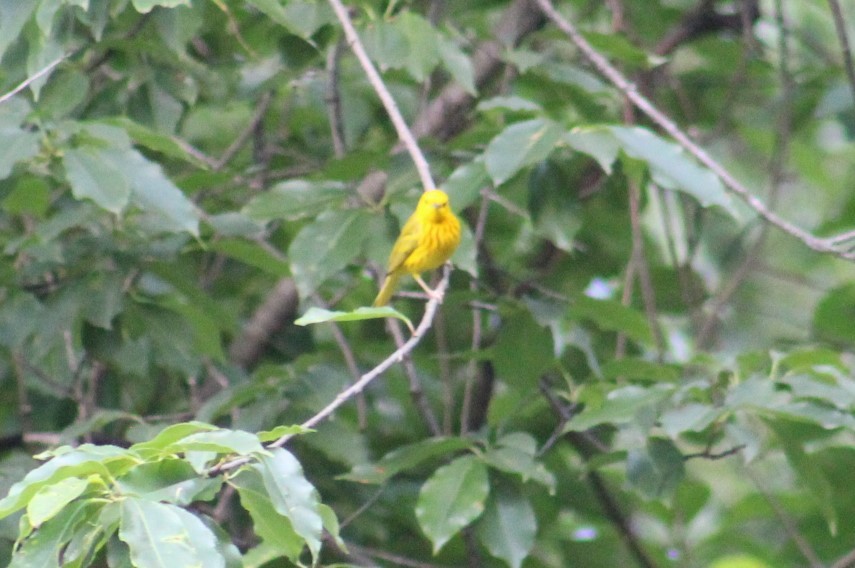 Yellow Warbler - ML620445269