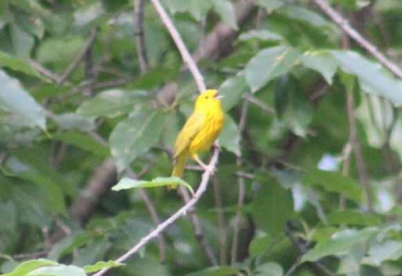 Yellow Warbler - ML620445270