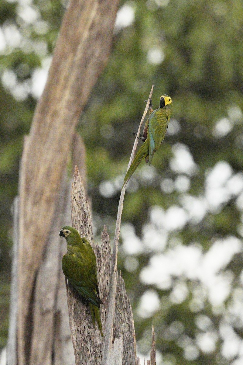 Red-bellied Macaw - ML620445271