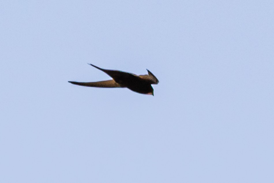 Pallid Swift - ML620445274