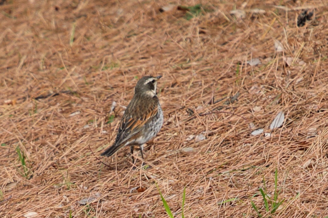 Dusky Thrush - ML620445275