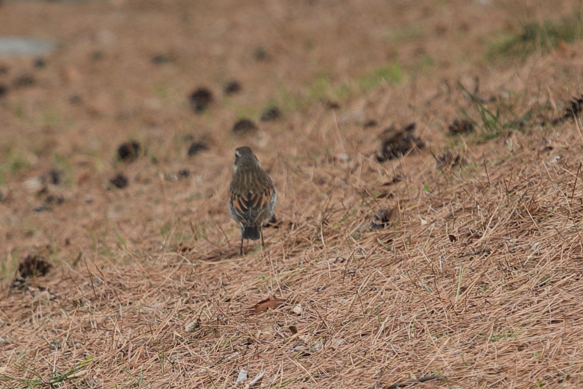 Dusky Thrush - ML620445276