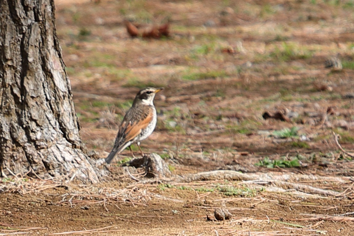 Dusky Thrush - ML620445277