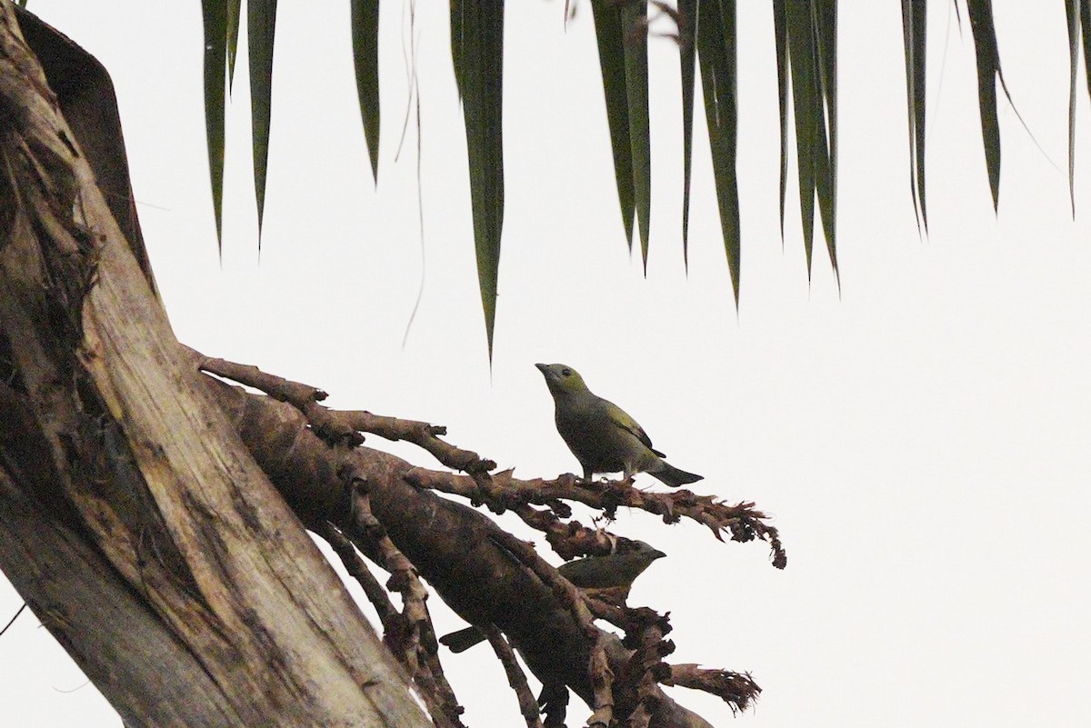 Palm Tanager - ML620445291