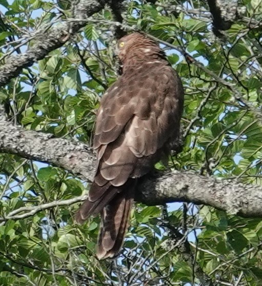 European Honey-buzzard - Mark Robbins