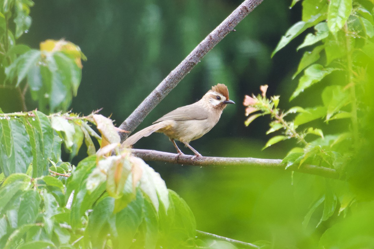 White-browed Laughingthrush - ML620445306