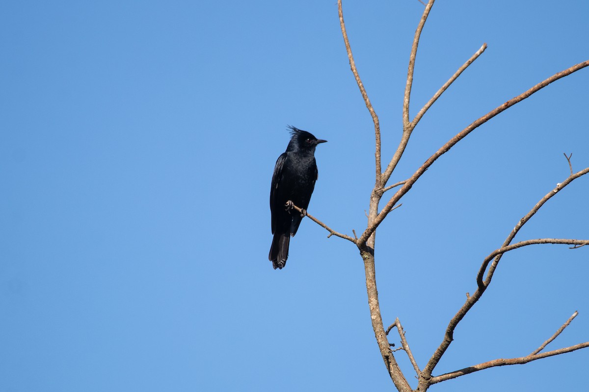 Crested Black-Tyrant - ML620445308