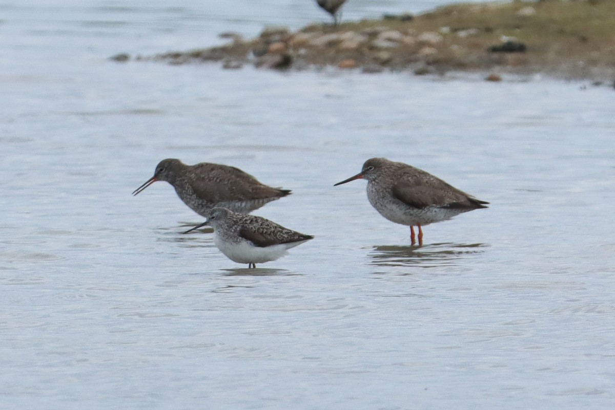 Marsh Sandpiper - ML620445313