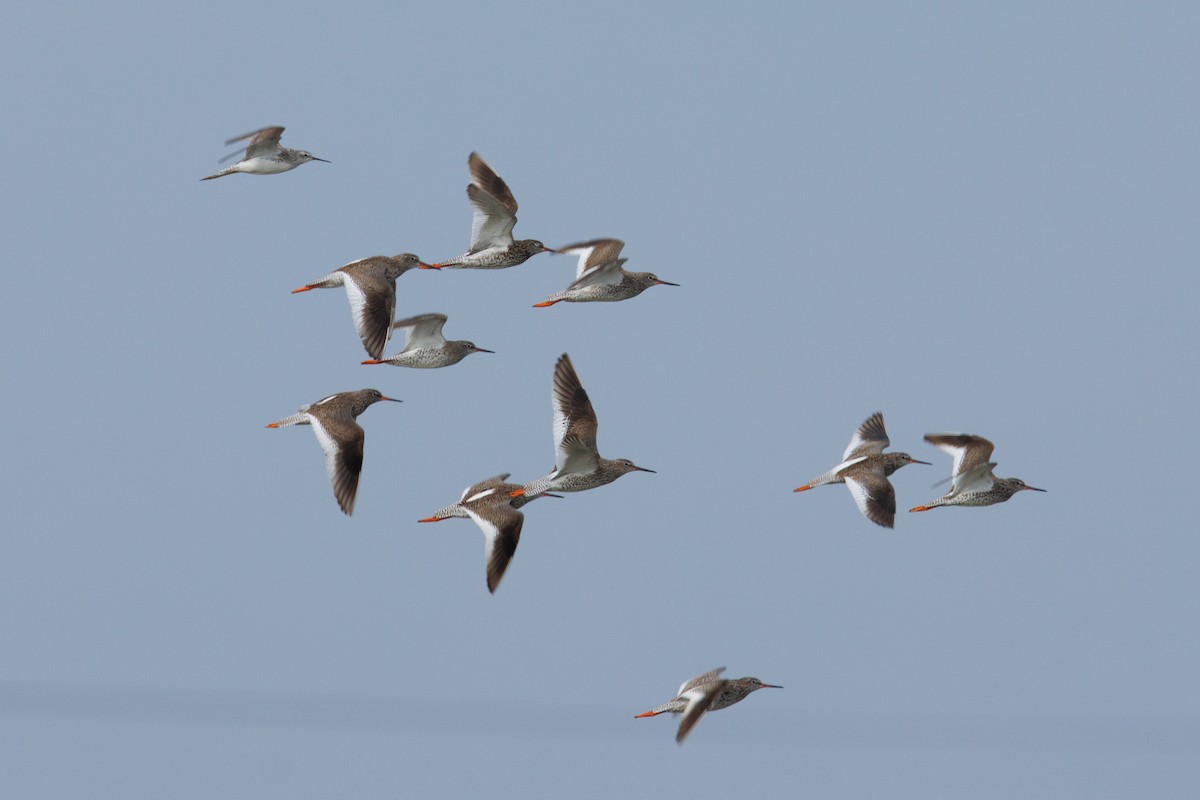 Marsh Sandpiper - ML620445316