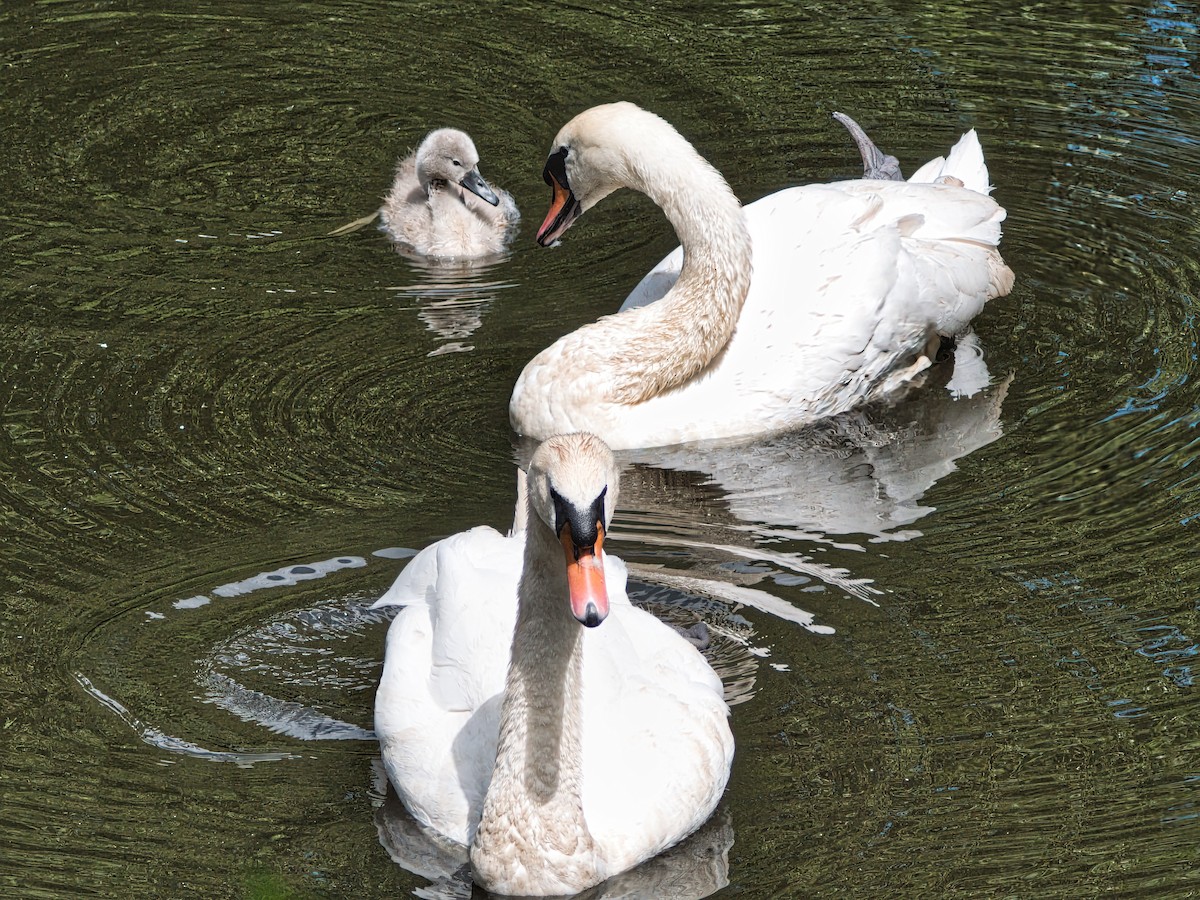 Mute Swan - ML620445320