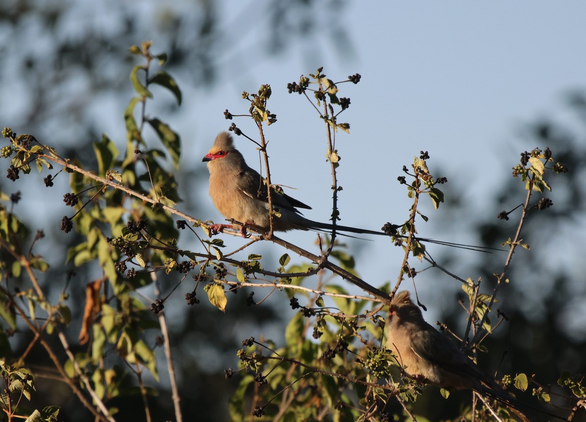 Red-faced Mousebird - ML620445329