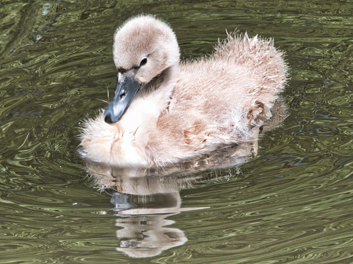 Mute Swan - ML620445334