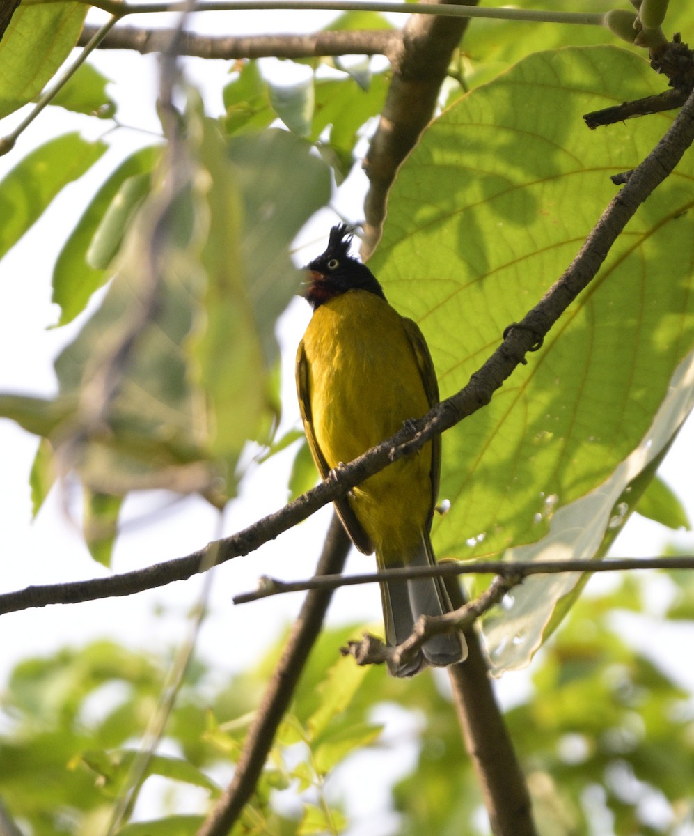 Bulbul à huppe noire - ML620445339