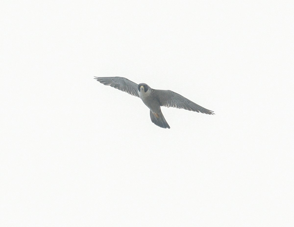 Peregrine Falcon - ML620445342