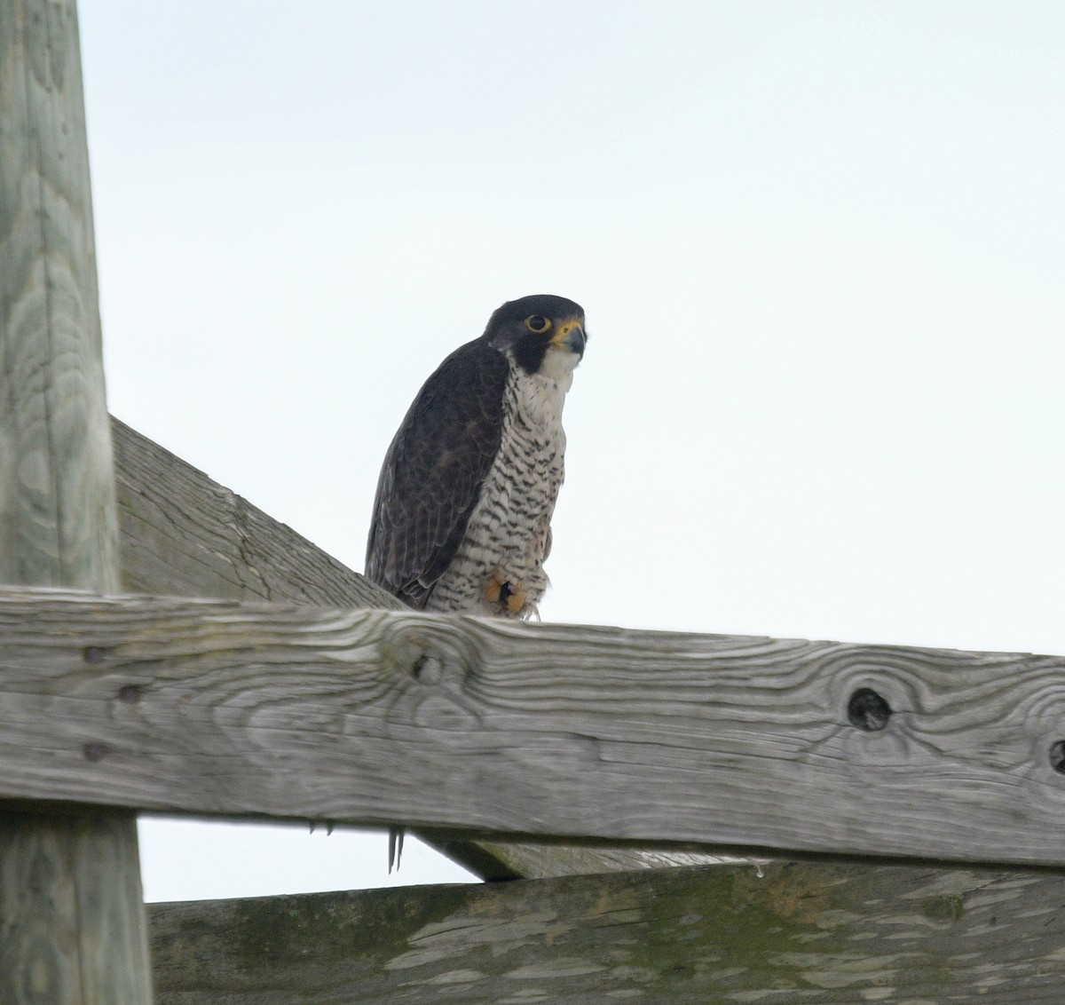 Peregrine Falcon - ML620445343