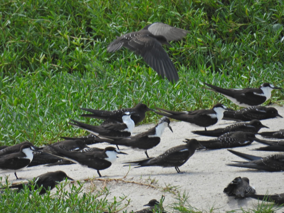 Sooty Tern - ML620445348