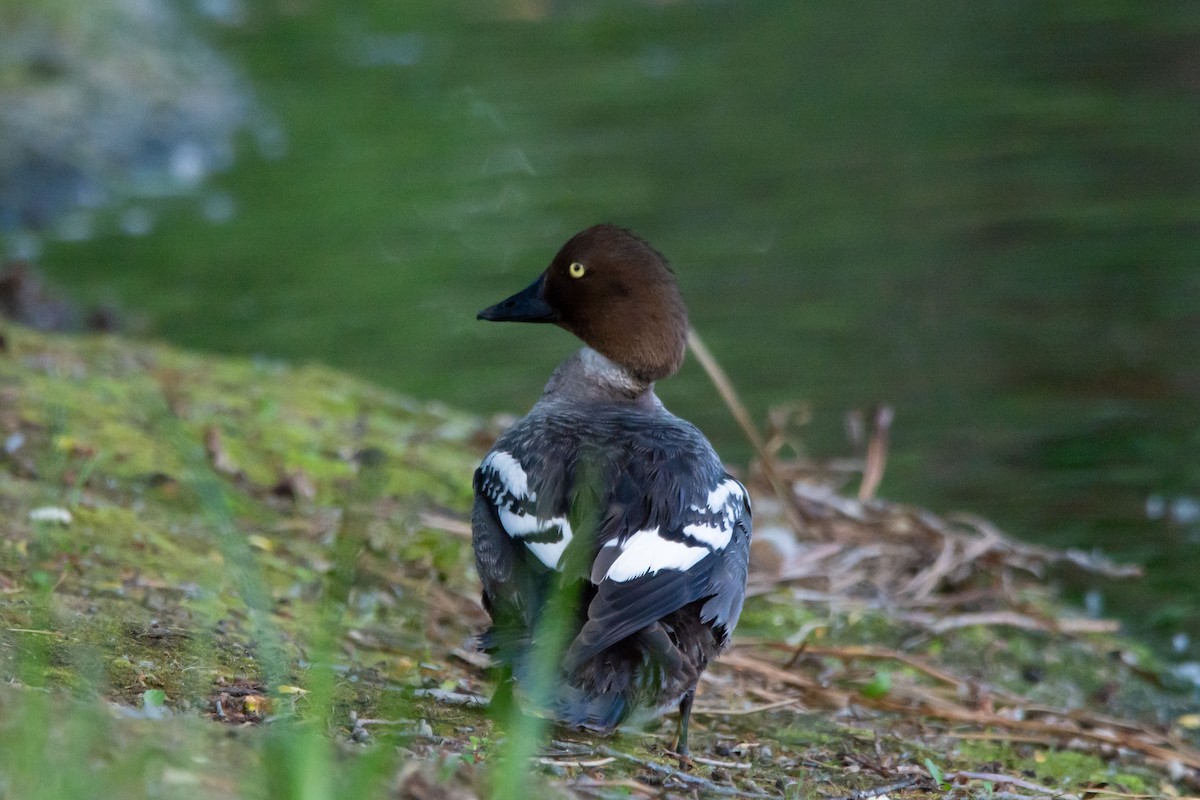 Common Goldeneye - ML620445349