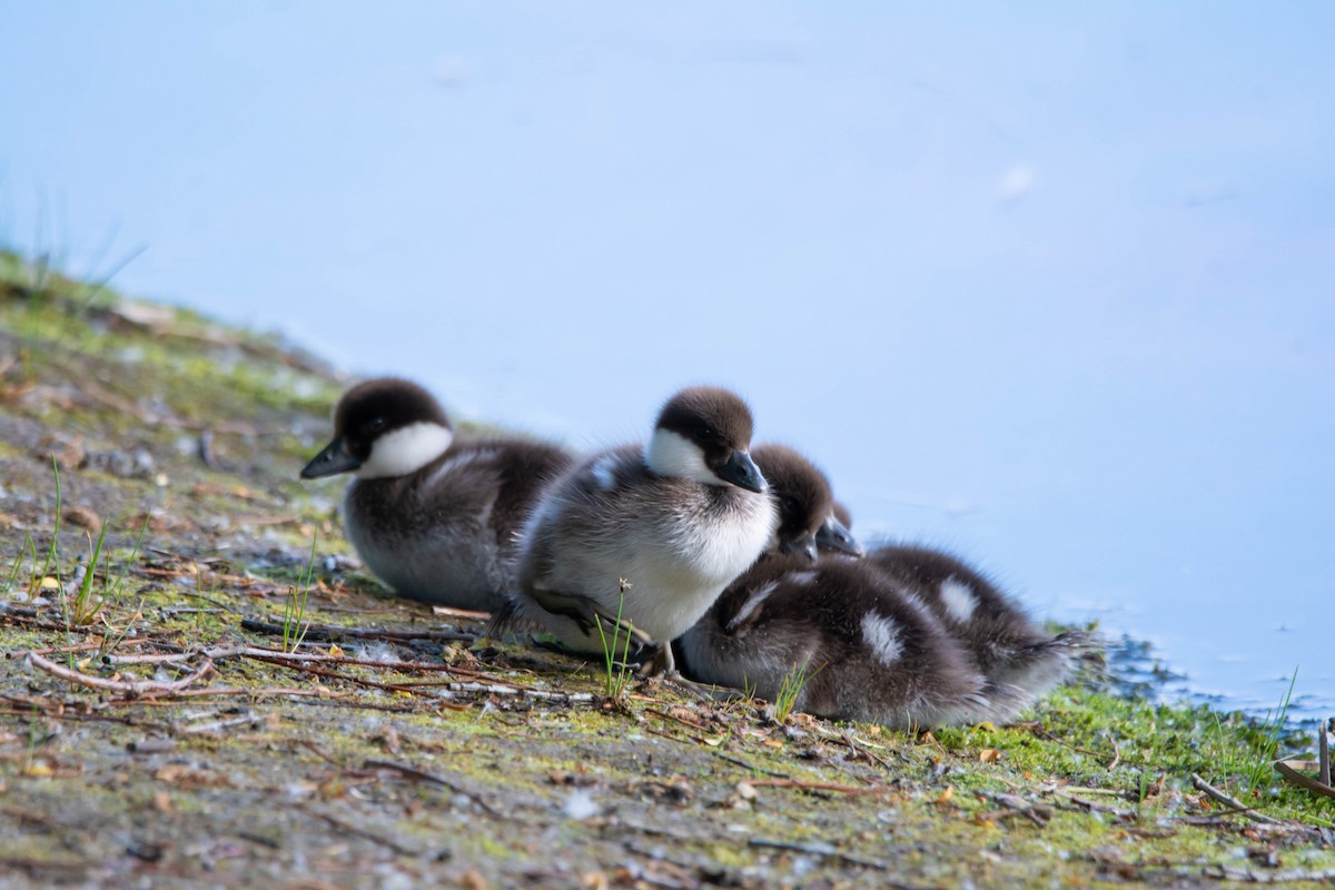 Common Goldeneye - ML620445350