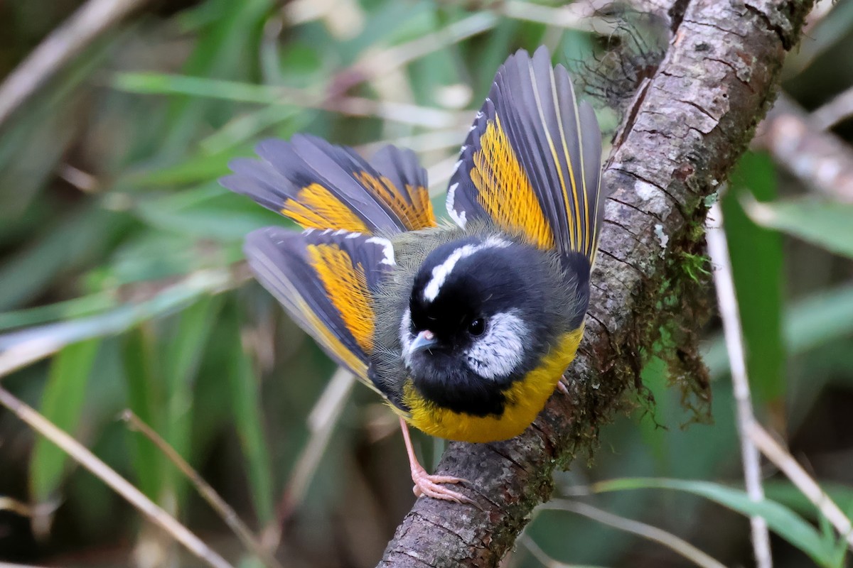 Golden-breasted Fulvetta - ML620445352