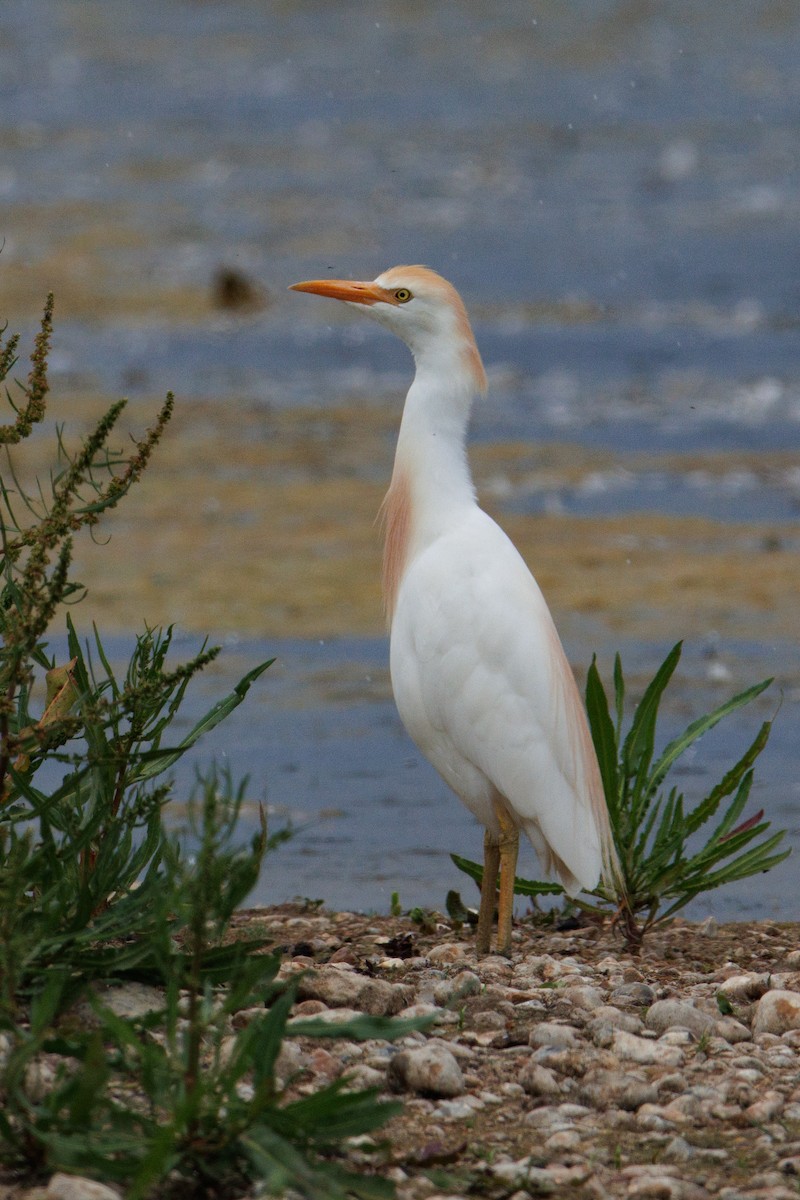 Western Cattle Egret - ML620445357