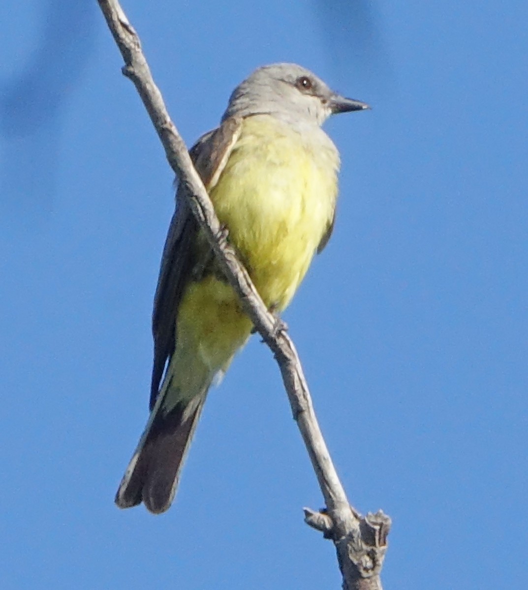 Western Kingbird - ML620445362