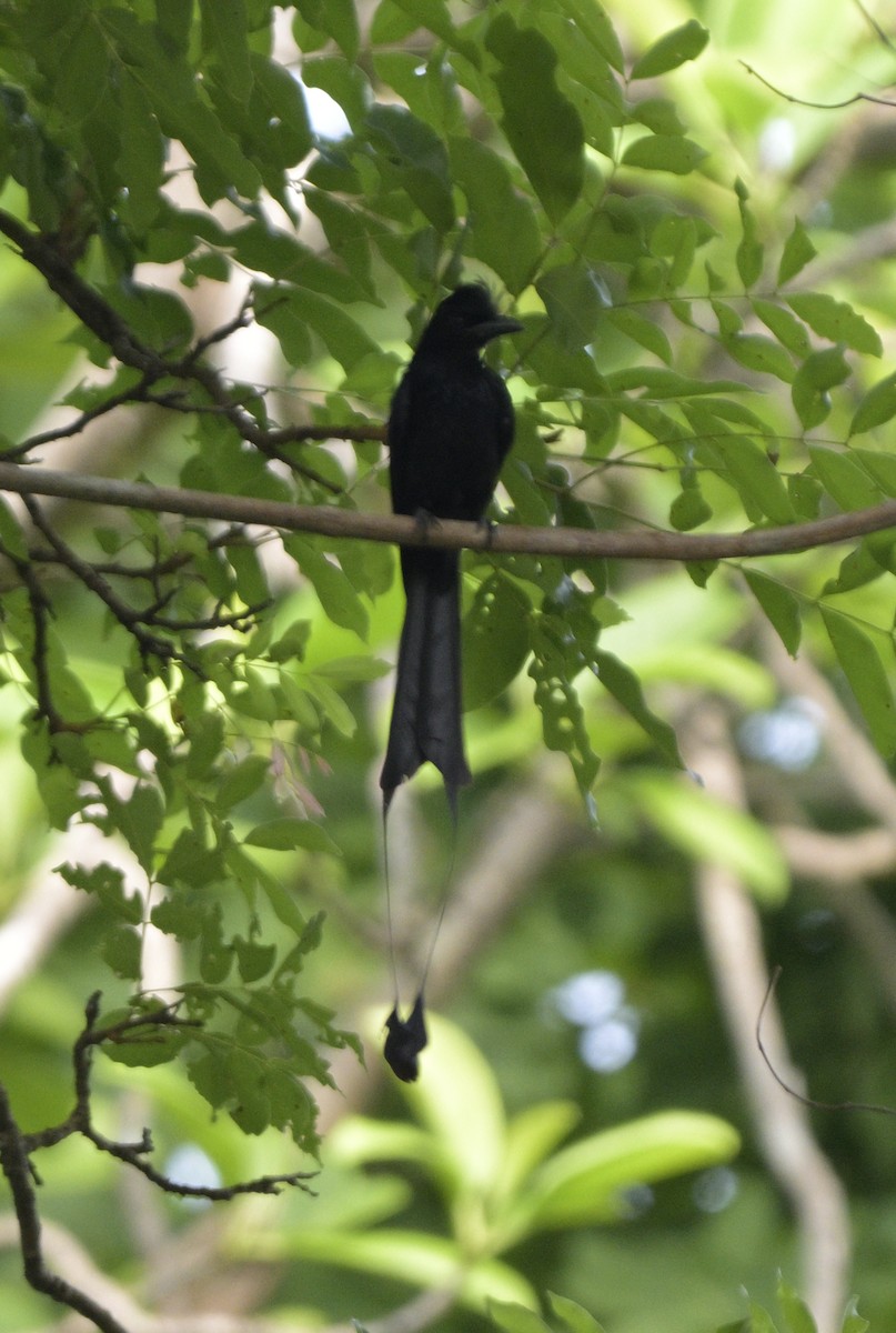 Greater Racket-tailed Drongo - ML620445365