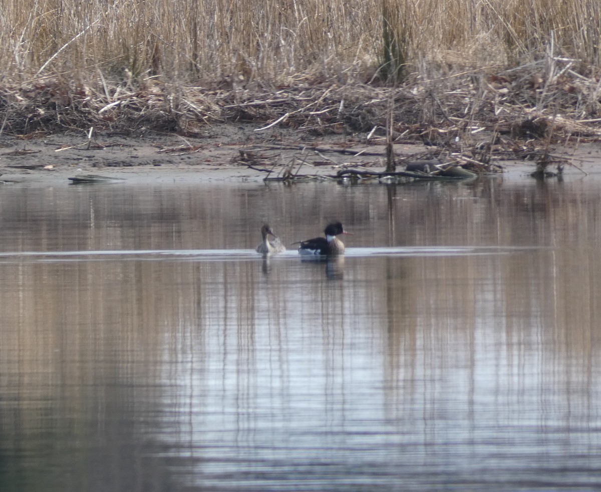 Red-breasted Merganser - ML620445372