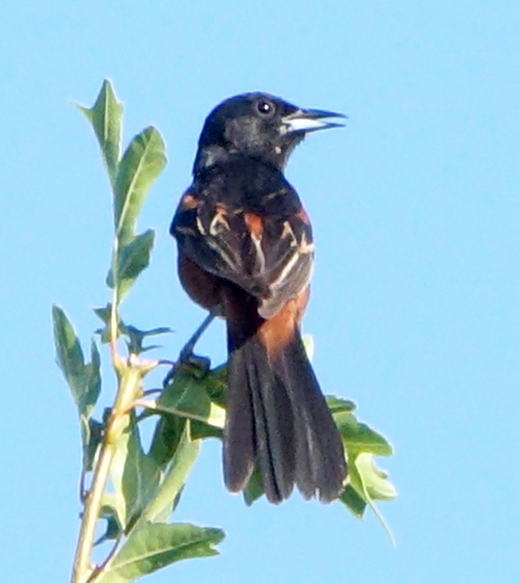 Orchard Oriole - ML620445374