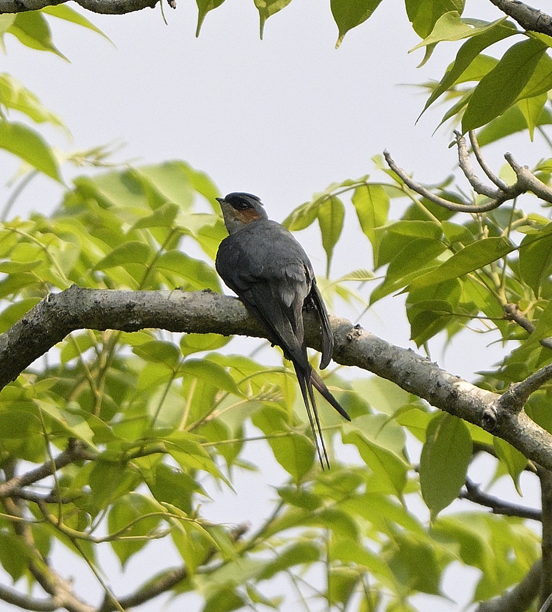 Crested Treeswift - ML620445381