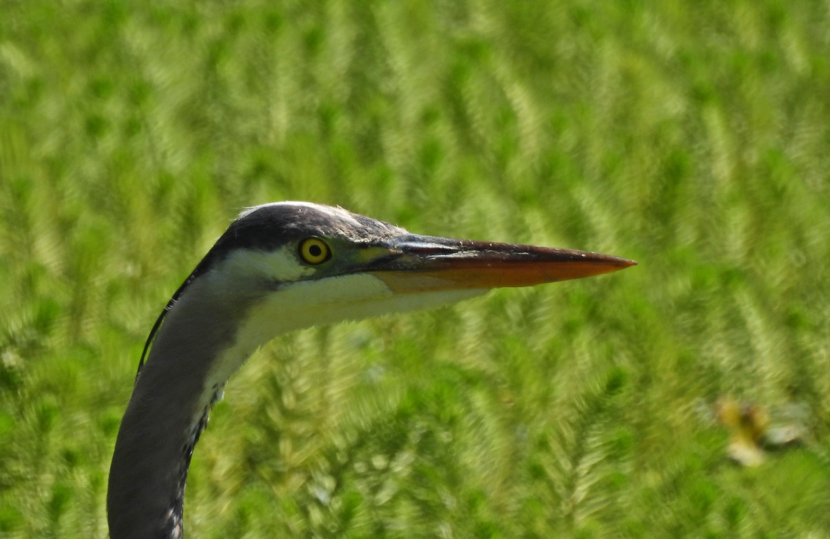 Great Blue Heron (Great Blue) - ML620445393