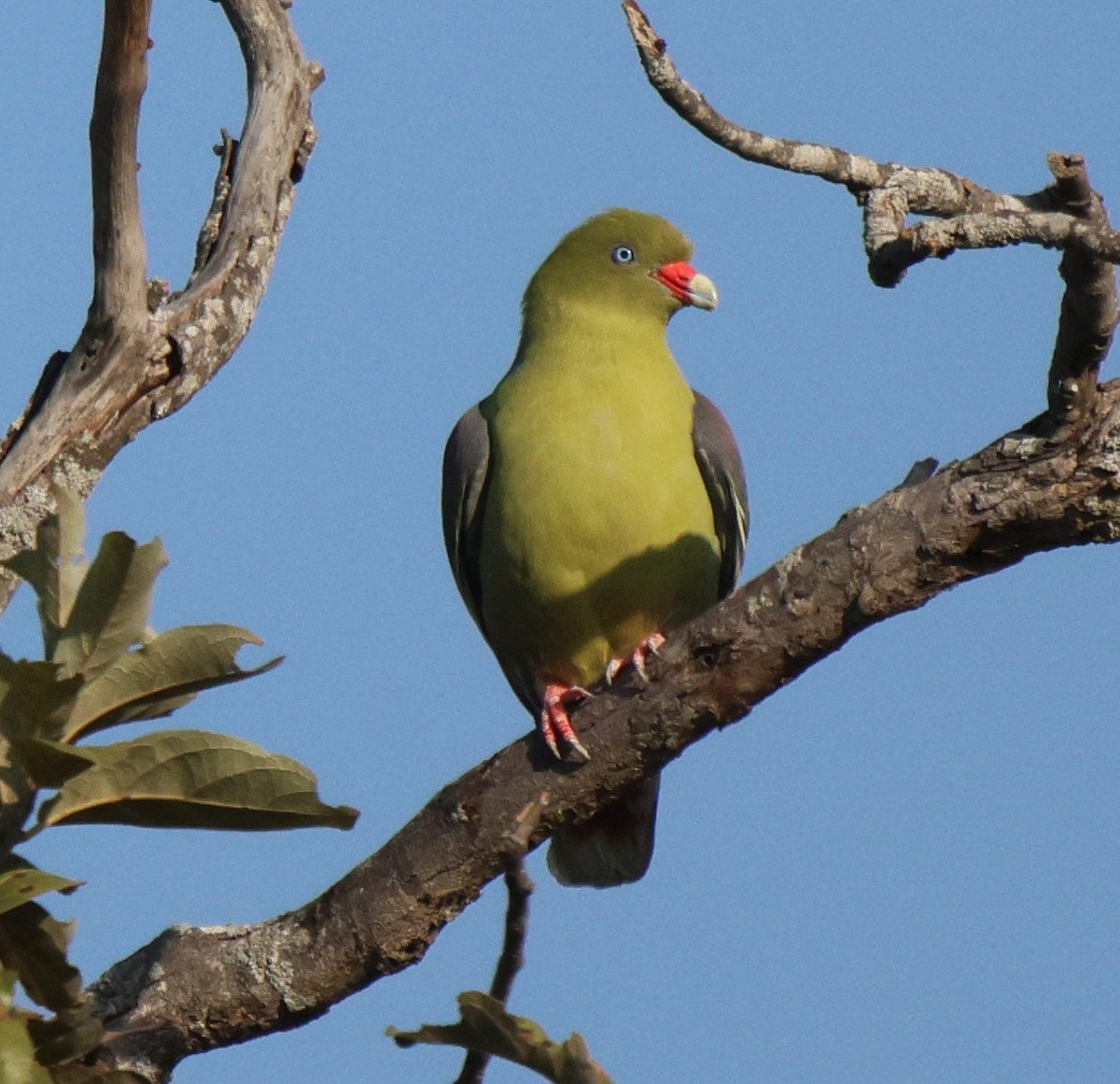 African Green-Pigeon (African) - ML620445394