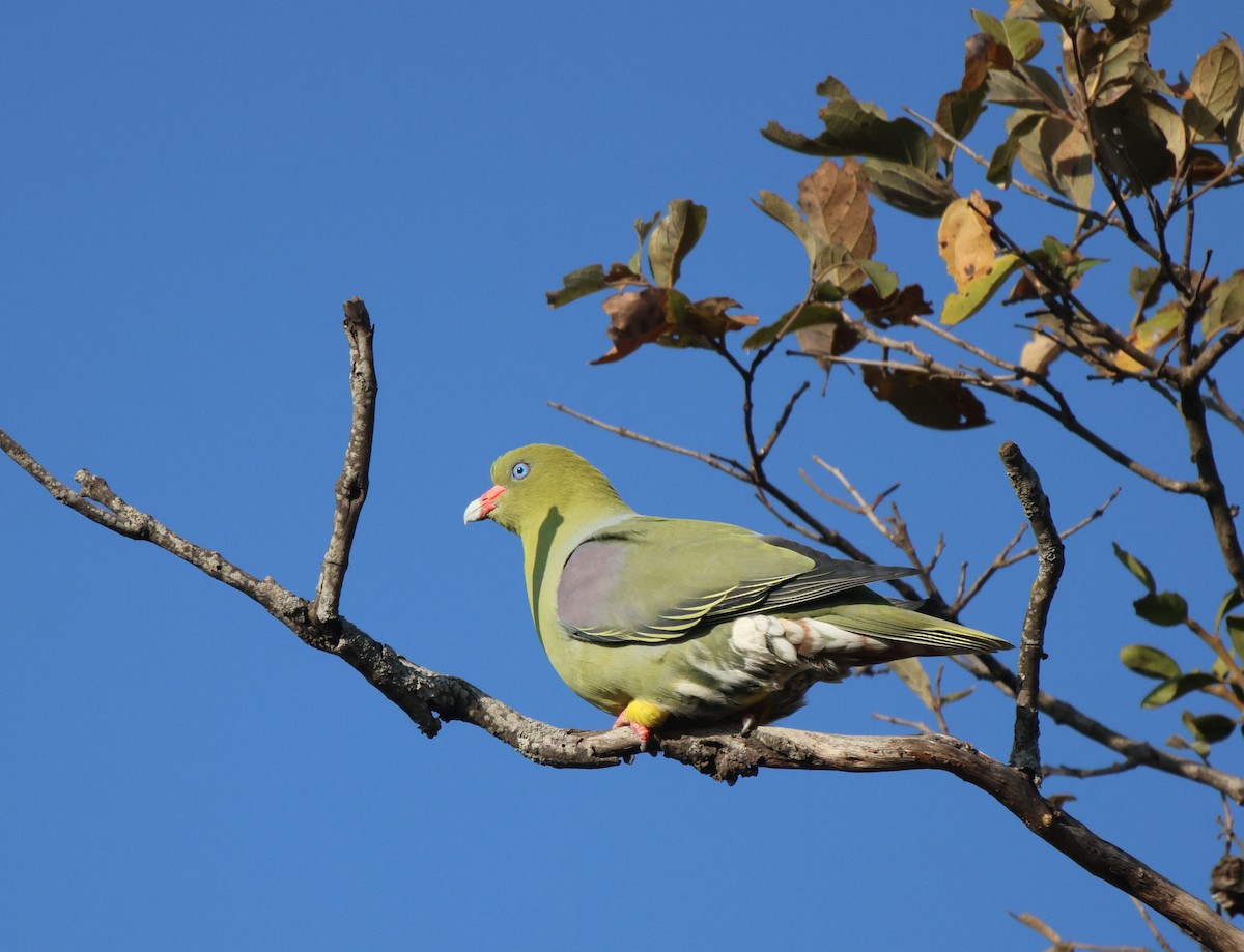 African Green-Pigeon (African) - ML620445395