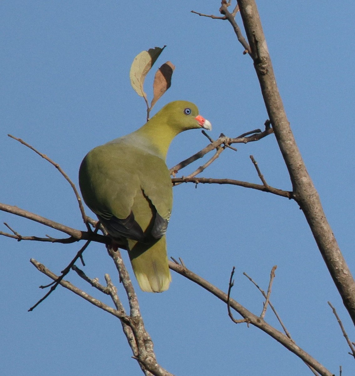 African Green-Pigeon (African) - ML620445396