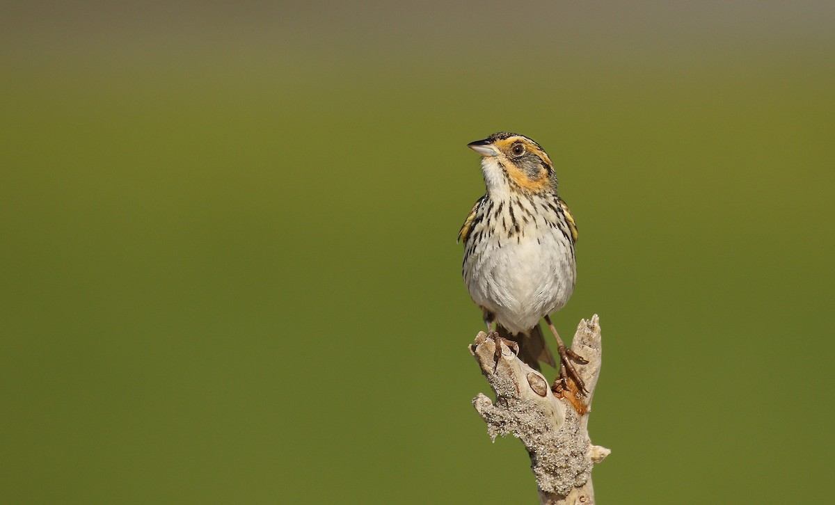 Saltmarsh Sparrow - Ryan Schain
