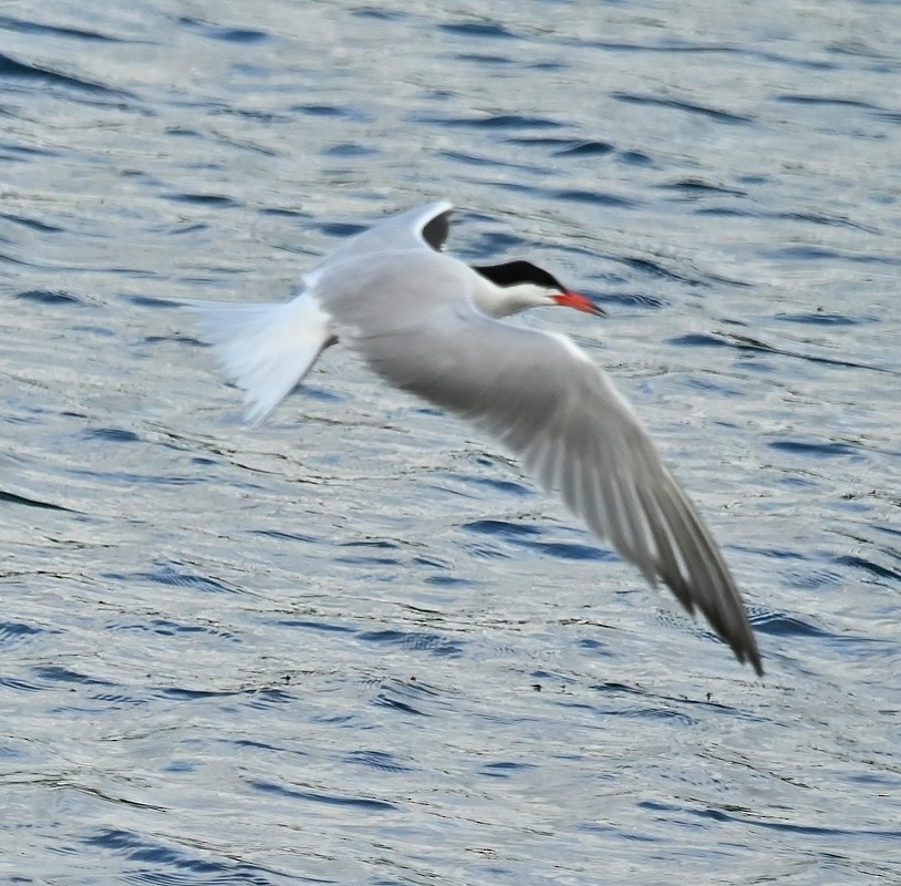 Common Tern - ML620445411