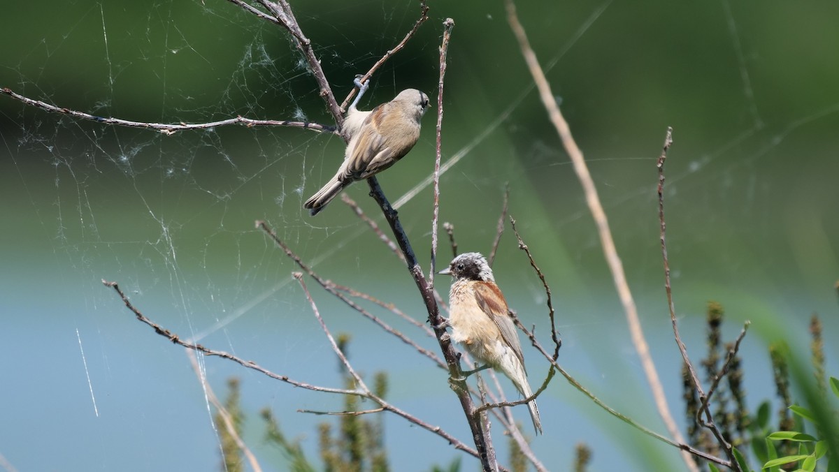 Eurasian Penduline-Tit - ML620445412